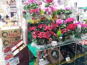 2016.11.04 - christmas flowers in supermarket